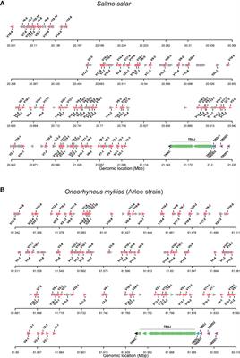 Profiling the T Cell Receptor Alpha/Delta Locus in Salmonids